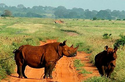 individuelle Tsavo Safari