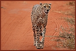 Kiwara privat Safari, Gepard; Kenya Tsavo Ost National Park