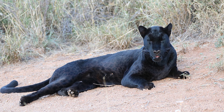black leopard *Giza*
