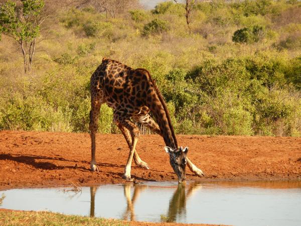 individuelle Tsavo Safari