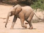 Ithumba Camp - David Sheldrick Wildlife Trust