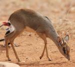 Ithumba Camp - David Sheldrick Wildlife Trust