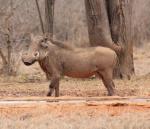 Ithumba Camp - David Sheldrick Wildlife Trust