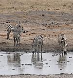 Ithumba Camp - David Sheldrick Wildlife Trust