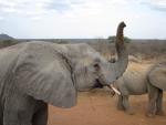 Ithumba Camp - David Sheldrick Wildlife Trust