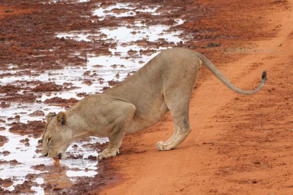 individuelle Tsavo Safari