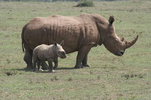 White Rhino, Solio Ranch