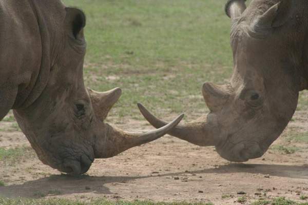 White Rhino, Solio Ranch