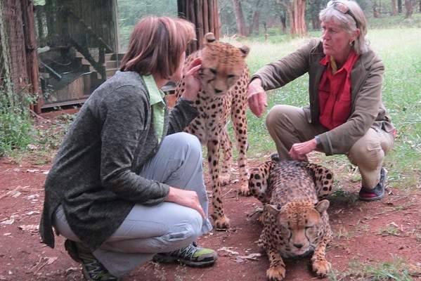 Cheeta, Nairobi