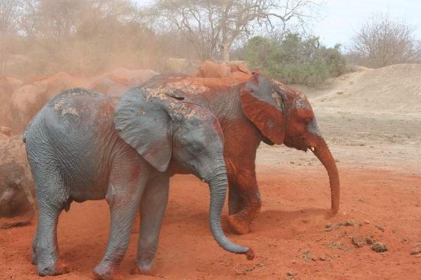 Ithumba, happy elephant orphan