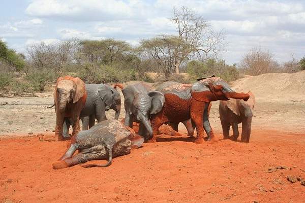 Ithumba, happy elephant orphan