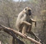 Ngulia Camp - Rhino Valley Lodge