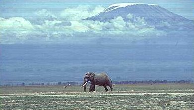 Elefant vor dem Kilimanjaro