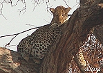 Leopard, Tarhi Safari