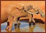 Kiwara Safari, Elefanten; Kenya Tsavo Ost National Park