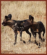 Afrikanische Wildhunde im Tsavo Ost National Park