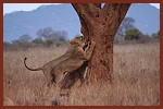 Kiwara privat Safari, Löwen; Kenya Tsavo Ost National Park