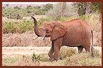 Kiwara privat Safari, Elefanten; Kenya Tsavo Ost National Park