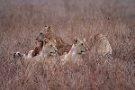 Kiwara privat Safari, Löwen, Kenya Tsavo Ost National Park