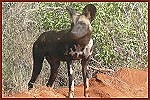 Kwara Safari, Wildhund im Tsavo Ost National Park
