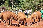 David Sheldrick Wildlife Trust