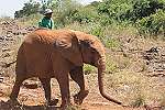 David Sheldrick Wildlife Trust